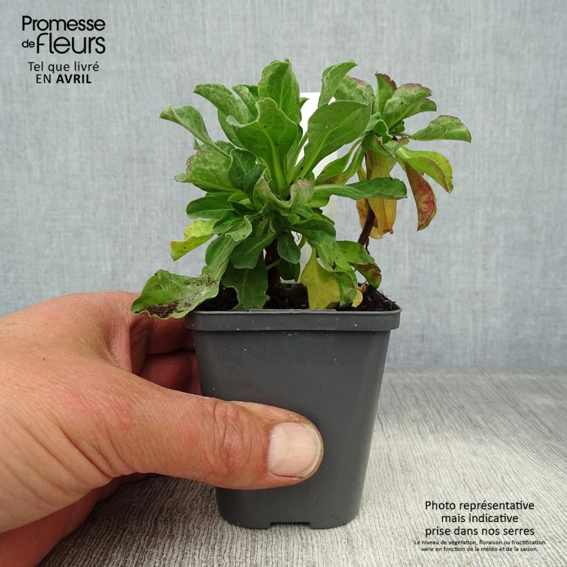 Erigeron leiomerus Vasetto da 7/8 cm esemplare consegnato in primavera