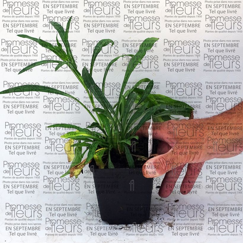 Esempio di esemplare Erigeron speciosus Grandiflorus Vasetto da 8/9 cm come consegnato