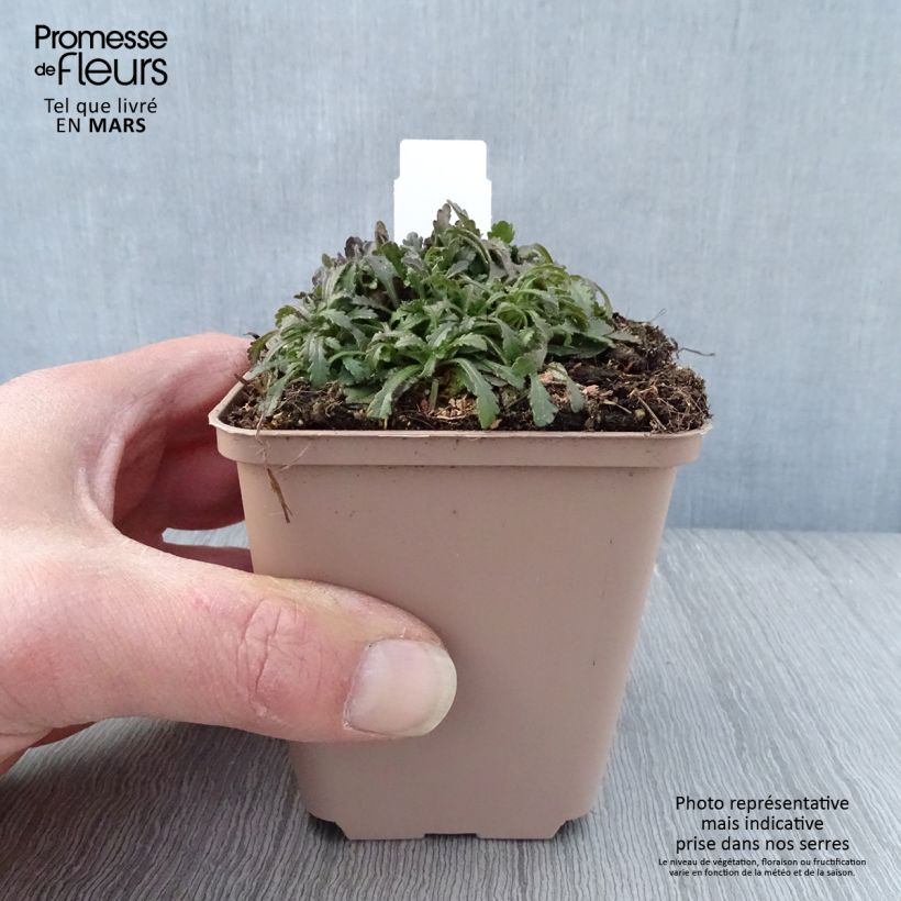 Erinus alpinus Hähnle Vasetto da 8/9 cm esemplare consegnato in primavera