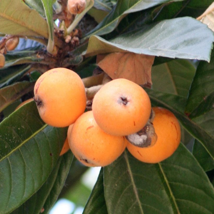 Eriobotrya x japonica - Nespolo del Giappone (Harvest)