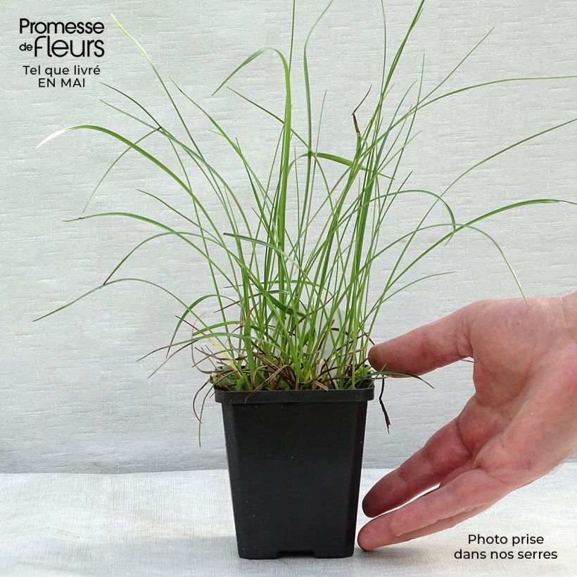 Eriophoron angustifolium - Pennacchi a foglie strette Vasetto da 8/9 cm esemplare consegnato in primavera