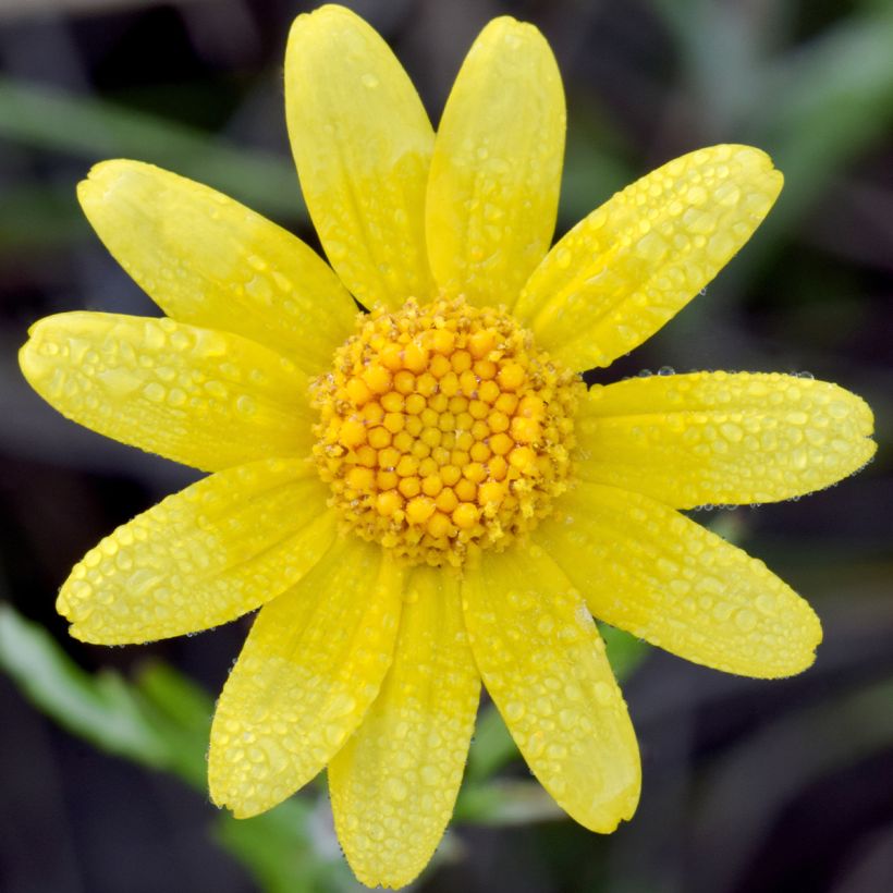 Eriophyllum lanatum Pointe (Fioritura)