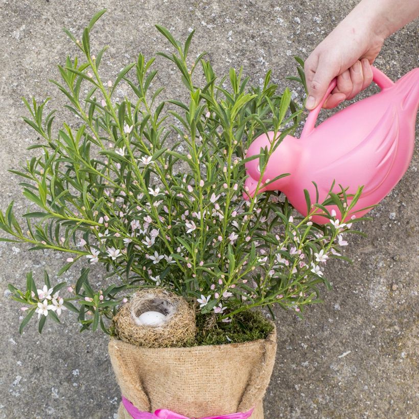 Eriostemon myoporoides Flower Girl Pink - Philotheca (Porto)
