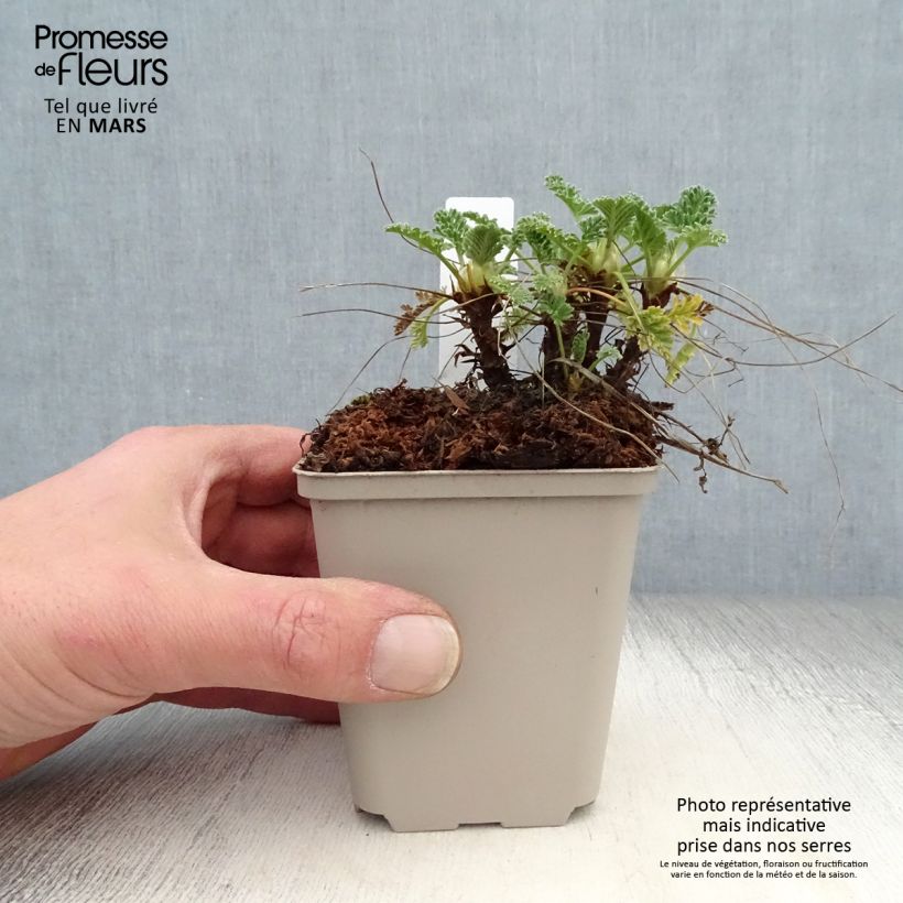 Erodium chrysanthum Vasetto da 8/9 cm esemplare consegnato in primavera