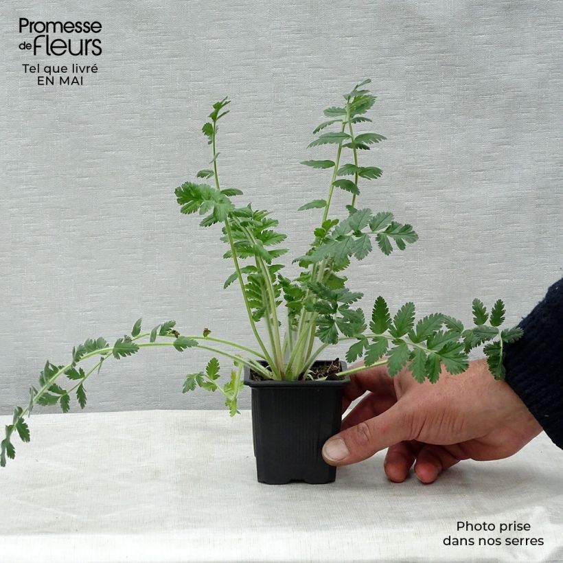 Erodium manescavii Vasetto da 8/9 cm esemplare consegnato in primavera