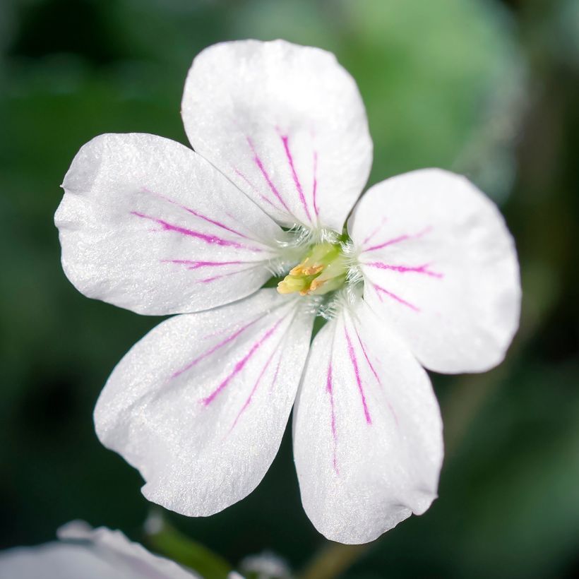Erodium variabile Album (Fioritura)