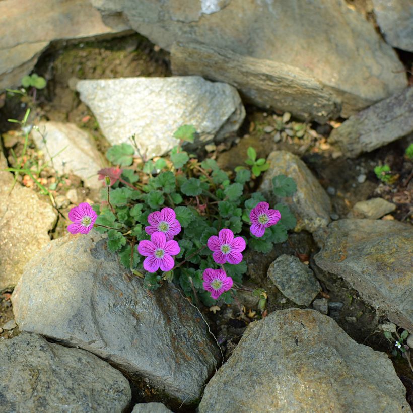 Erodium Bishop's Form (Porto)