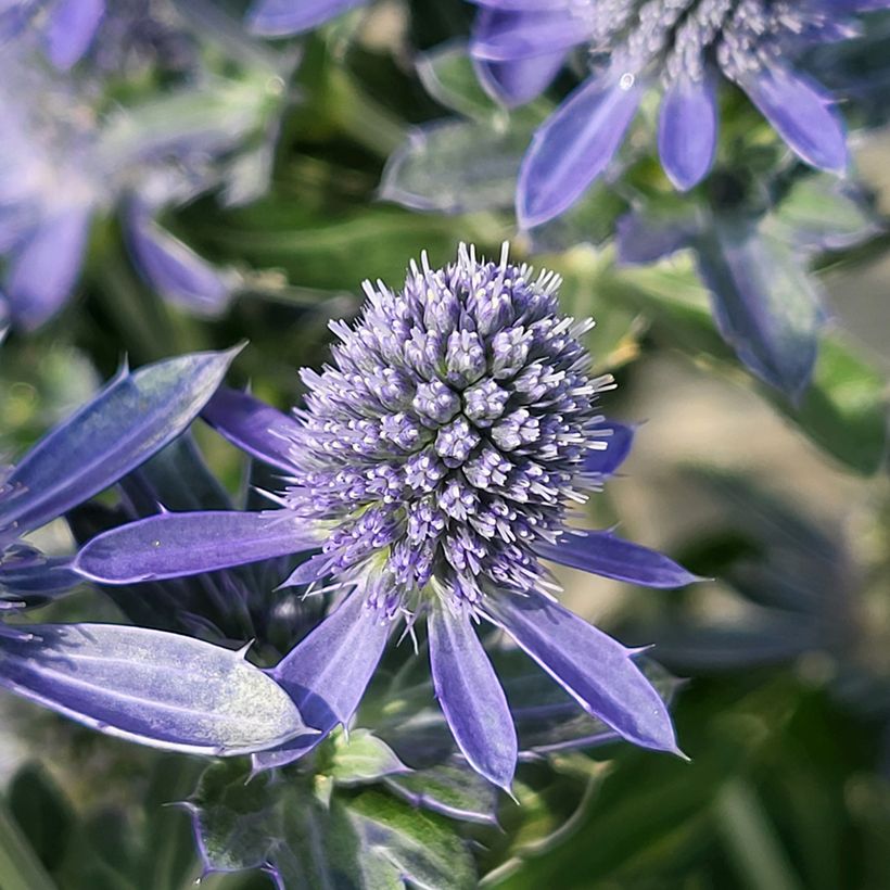 Eryngium Grumpy - Panicaut (Fioritura)