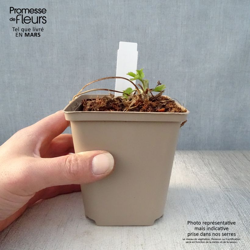 Example of Eryngium zabelii Jos Eijking Vasetto da 8/9 cm as you get in printemps