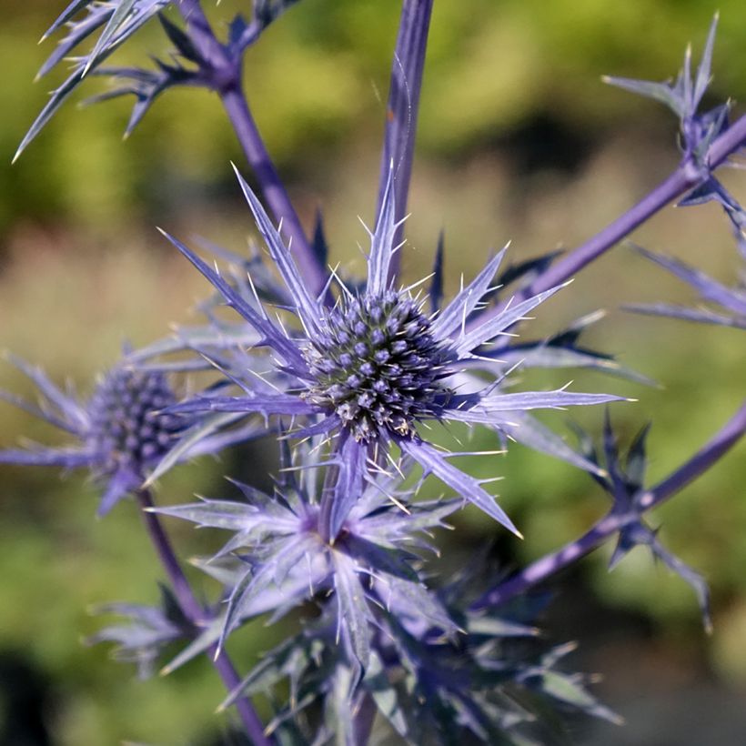 Eryngium maritimum Lapis Blue - Calcatreppola marittima (Flowering)