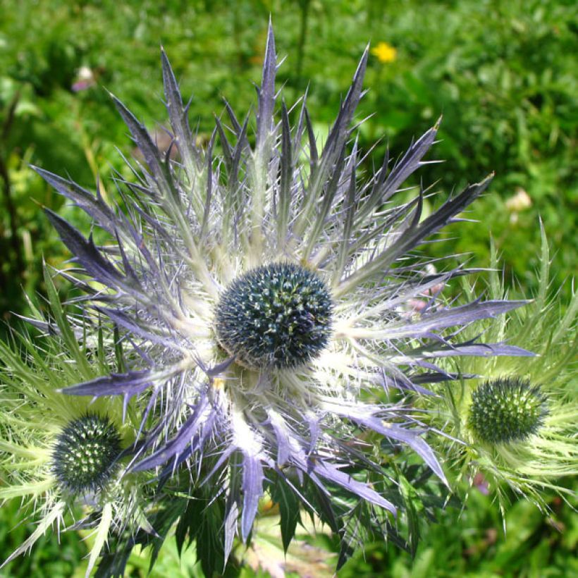 Eryngium alpinum Blue Star -  (Flowering)