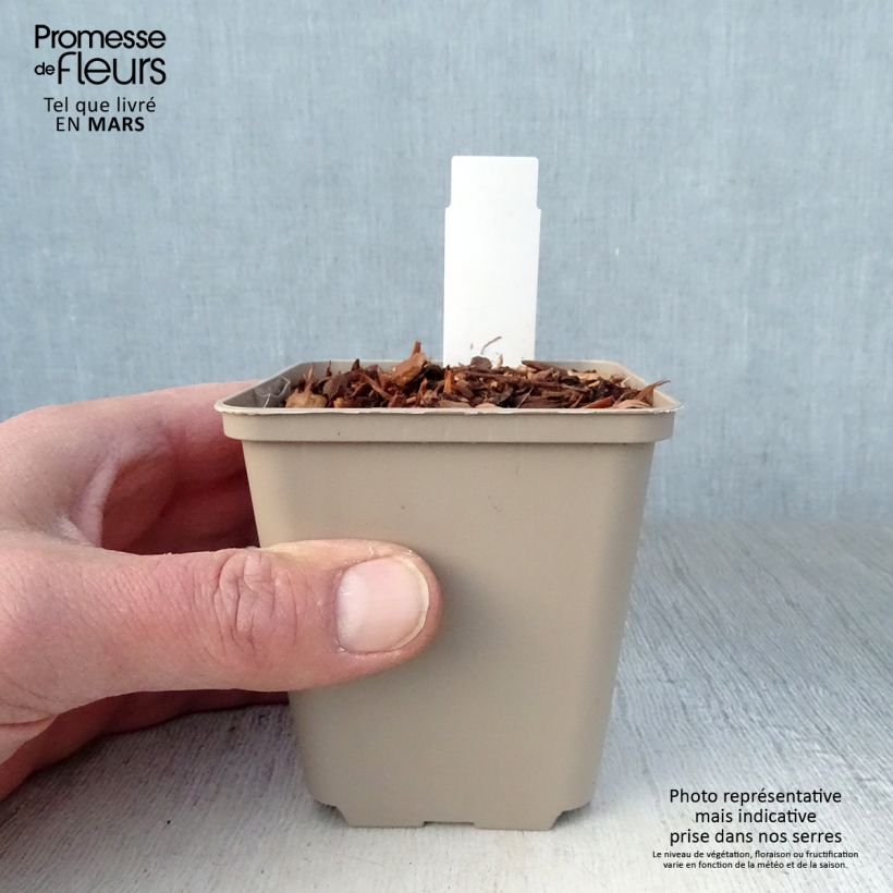 Example of Eryngium alpinum Blue Star -  Vasetto da 8/9 cm as you get in printemps