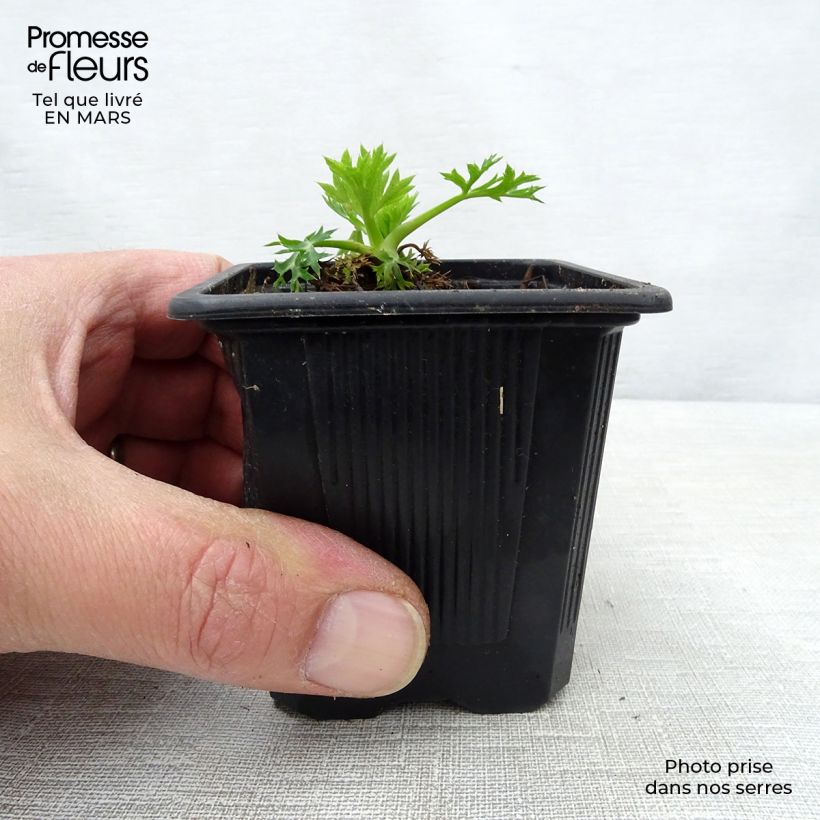 Example of Eryngium bourgatii Vasetto da 8/9 cm as you get in printemps