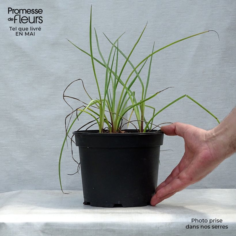 Eryngium ebracteatum var. poterioides Vaso da 2L/3L esemplare consegnato in primavera