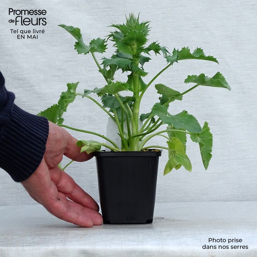 Eryngium giganteum Vasetto da 8/9 cm esemplare consegnato in primavera