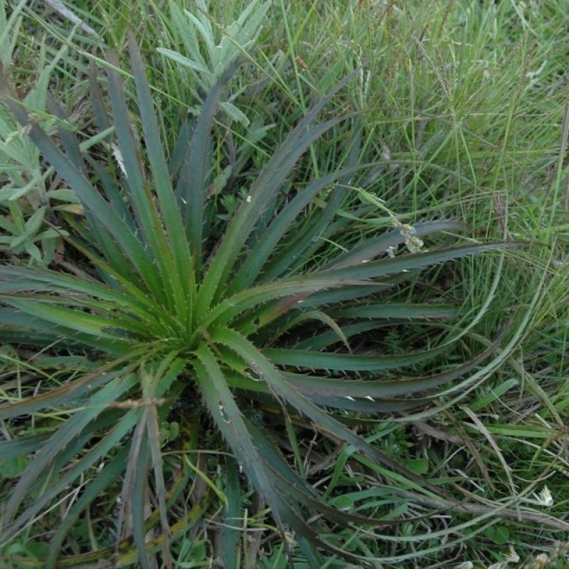 Eryngium horridum (Porto)