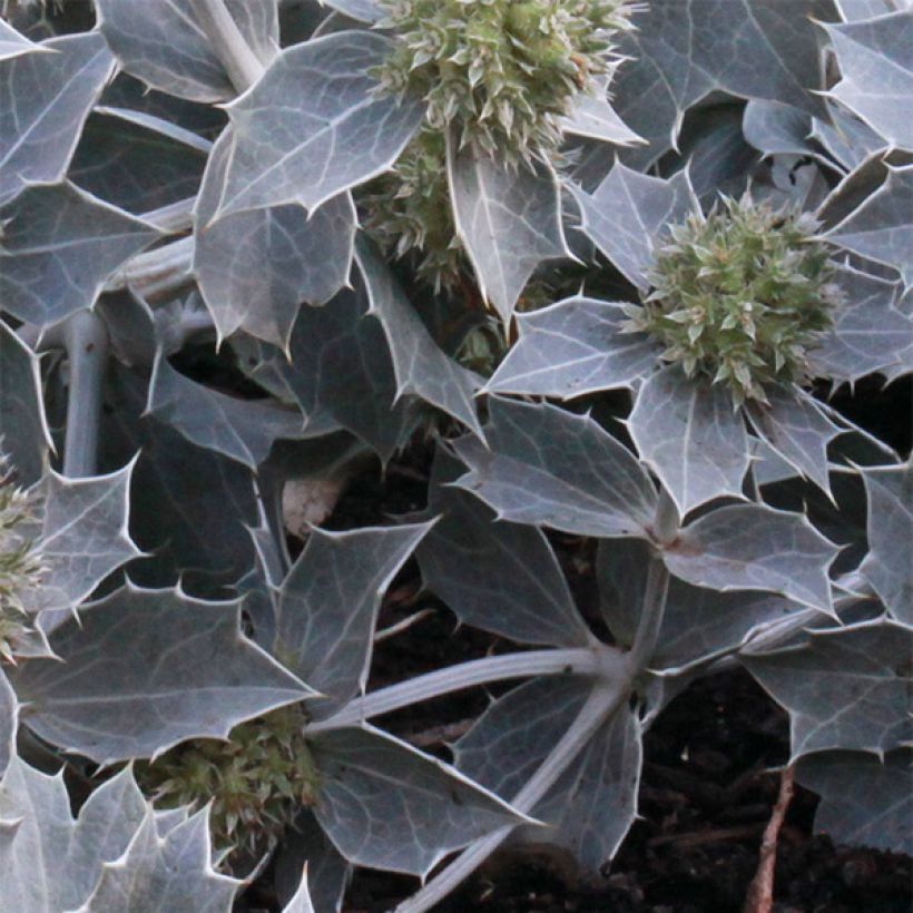 Eryngium maritimum - Calcatreppola marittima (Foliage)