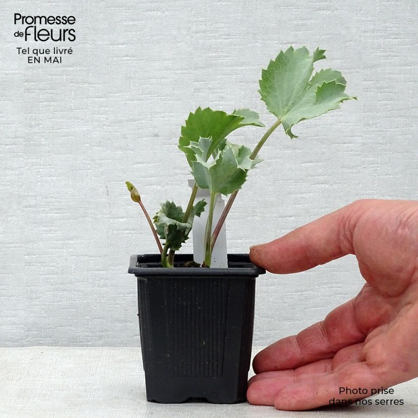 Example of Eryngium maritimum - Calcatreppola marittima Vasetto da 8/9 cm as you get in printemps