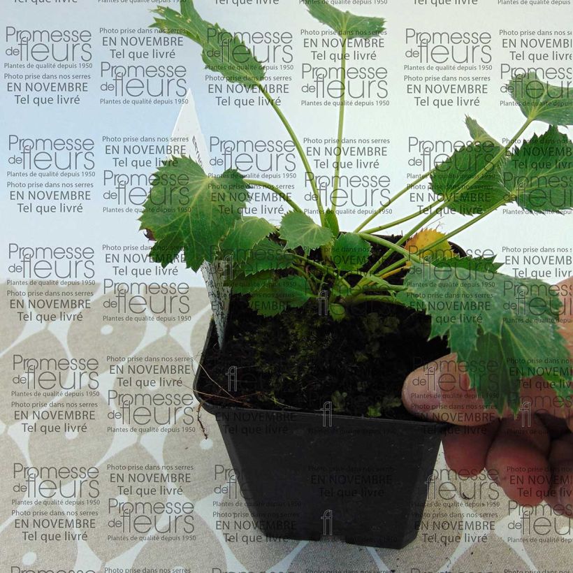 Esempio di esemplare Eryngium oliverianum Vasetto da 8/9 cm come consegnato