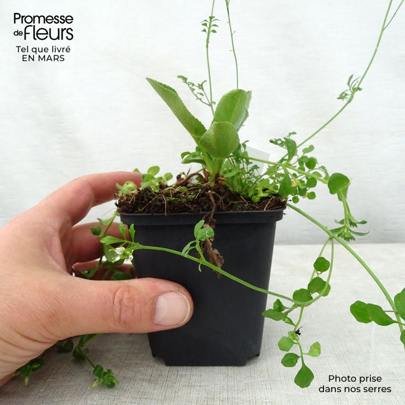 Eryngium planum Blauer Zwerg Vasetto da 8/9 cm esemplare consegnato in primavera