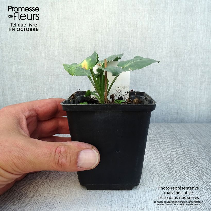 Esemplare di Eryngium planum Blauer Zwerg Vasetto da 8/9 cm come consegnato in autunno