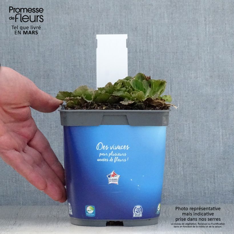 Example of Eryngium planum Blue Hobbit Vaso da 2L/3L as you get in printemps
