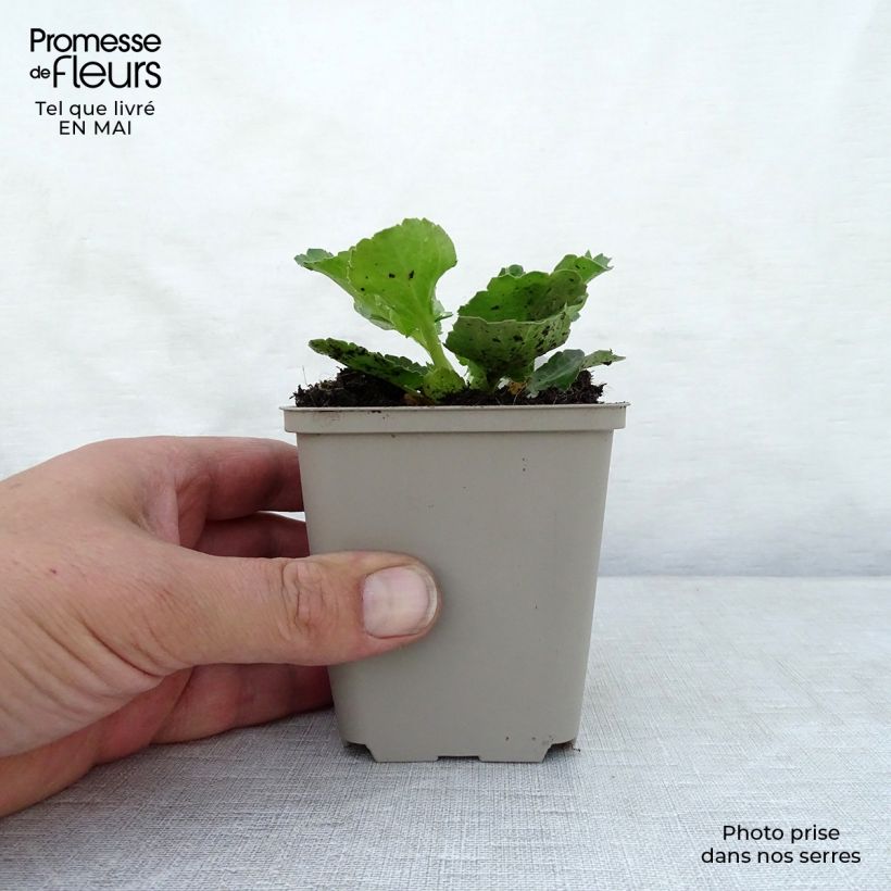 Example of Eryngium planum Blue Hobbit Vasetto da 8/9 cm as you get in printemps