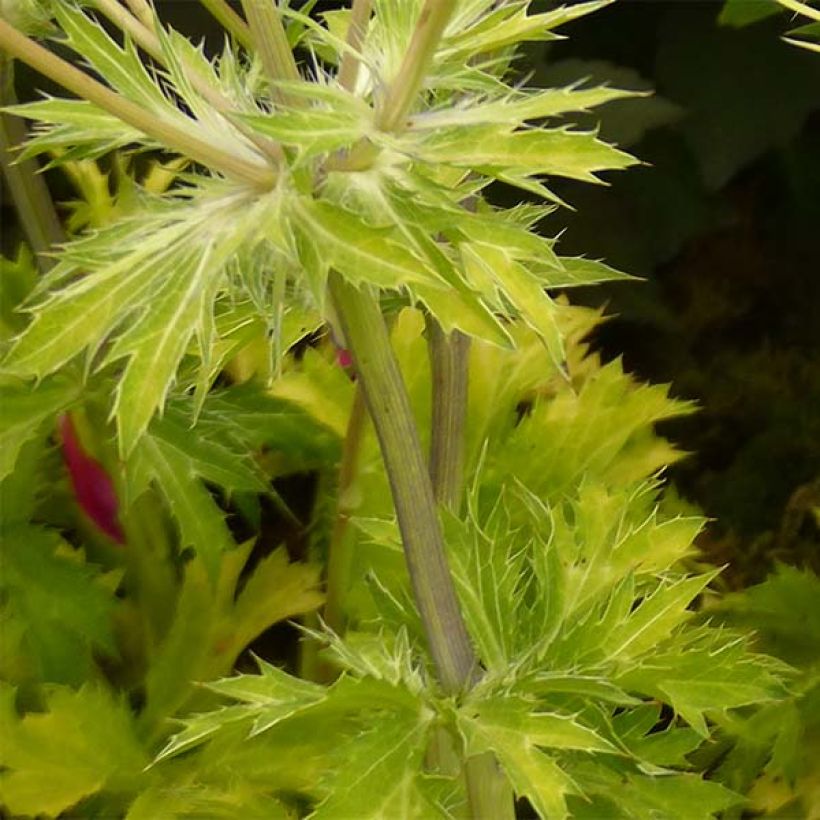 Eryngium planum Neptune's Gold (Foliage)