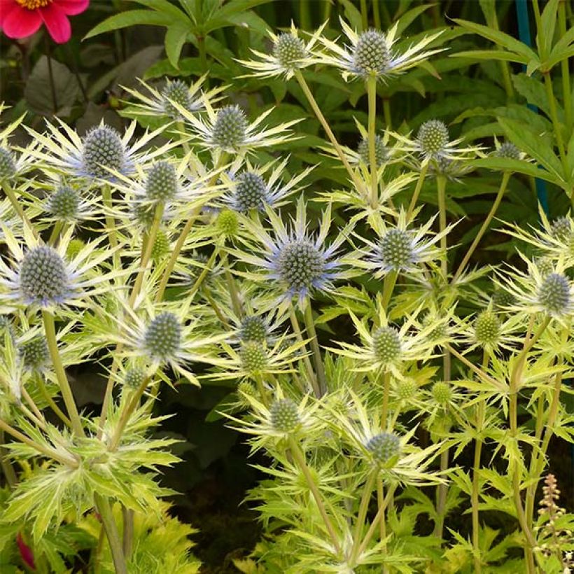 Eryngium planum Neptune's Gold (Plant habit)