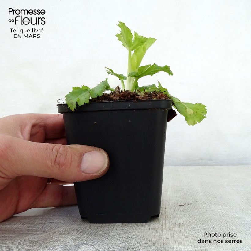 Example of Eryngium planum Neptune's Gold Vasetto da 8/9 cm as you get in printemps