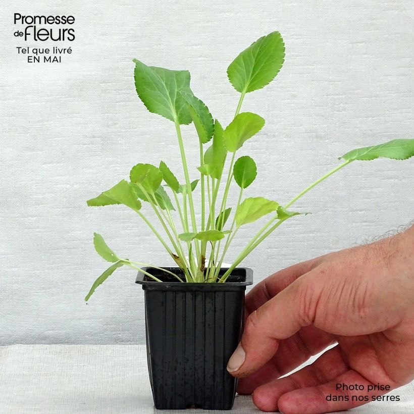 Example of Eryngium planum Vasetto da 7/8 cm as you get in printemps