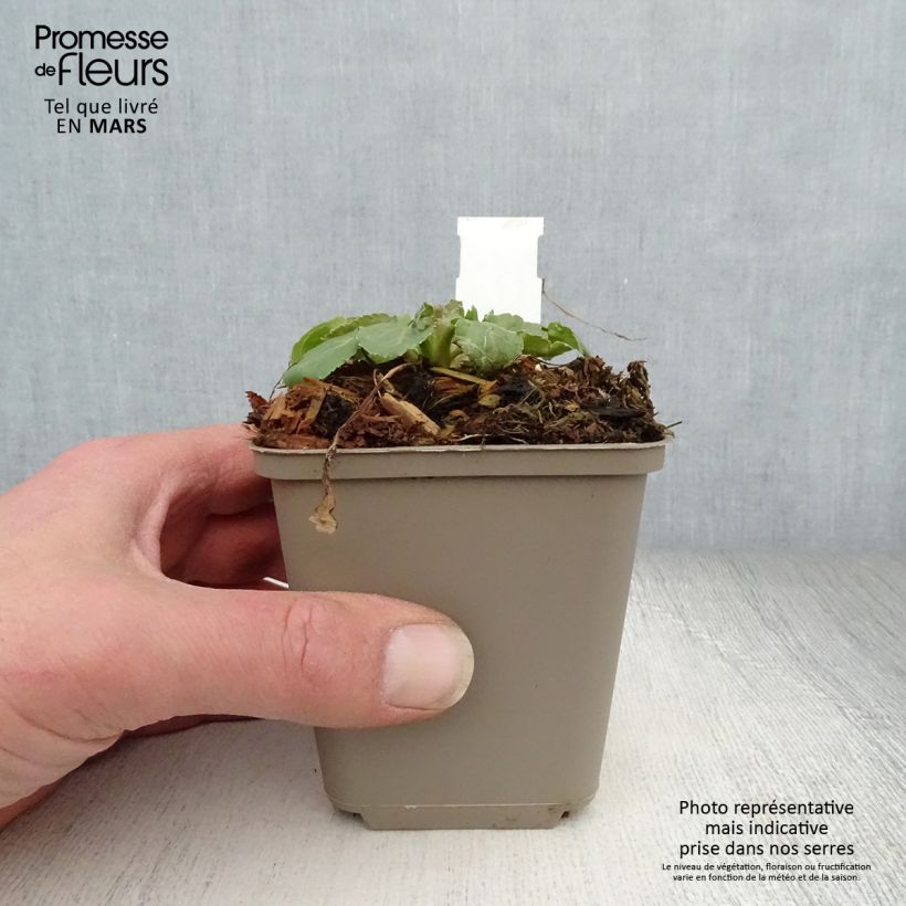 Example of Eryngium tripartitum Vasetto da 8/9 cm as you get in printemps