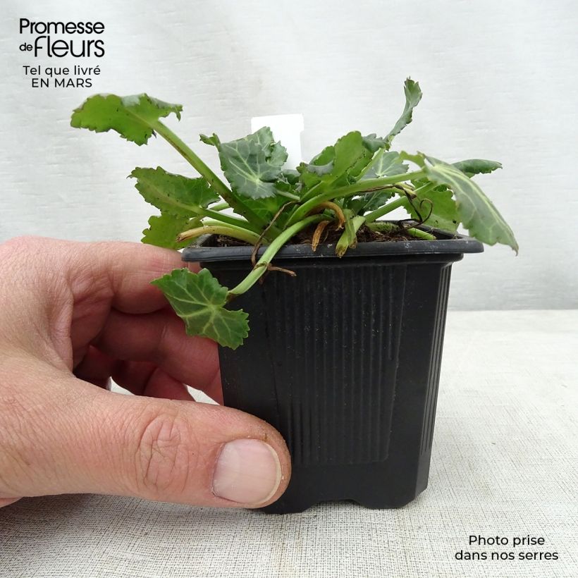 Example of Eryngium variifolium Vasetto da 8/9 cm as you get in printemps