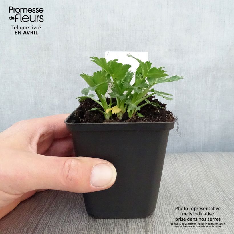 Eryngium zabelii Big Blue Vasetto da 8/9 cm esemplare consegnato in primavera