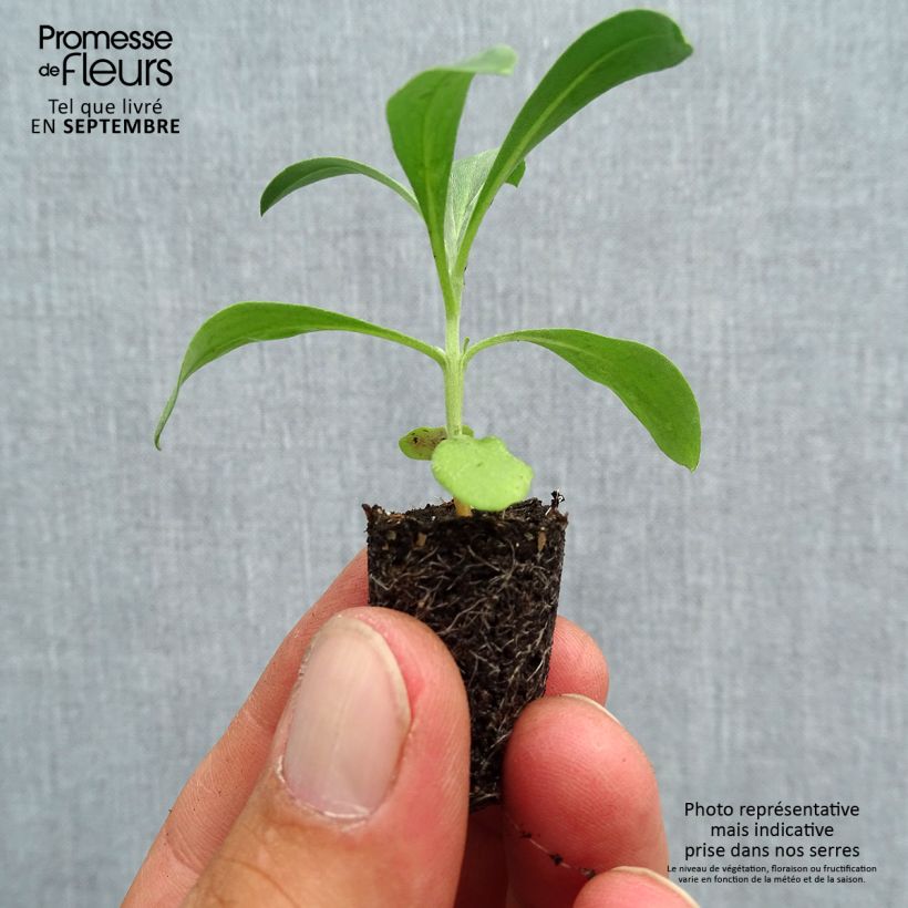 Esemplare di Erysimum Bedder Mix - Violaciocca Mini zolla Ø 1,5/2,5 cm come consegnato in autunno