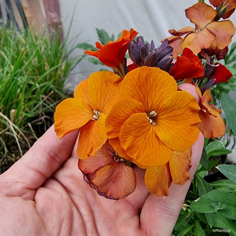 Giroflée vivace - Erysimum Colour Vibe Orange (Fioritura)