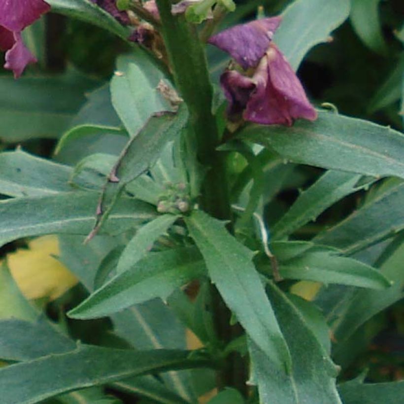 Erysimum Constant Cheer - Violaciocca (Foliage)