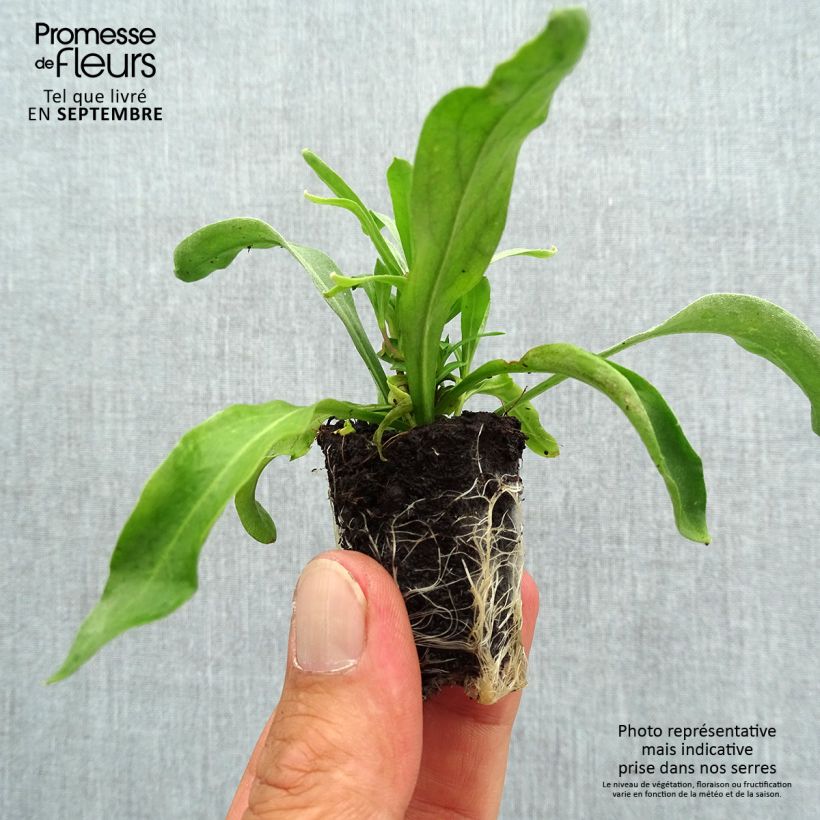 Esemplare di Erysimum Winter Spice - Violaciocca mini zolla... come consegnato in autunno