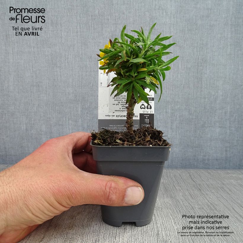 Example of Erysimum alpinum Vasetto da 8/9 cm as you get in printemps