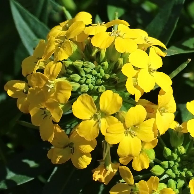 Erysimum alpinum (Flowering)