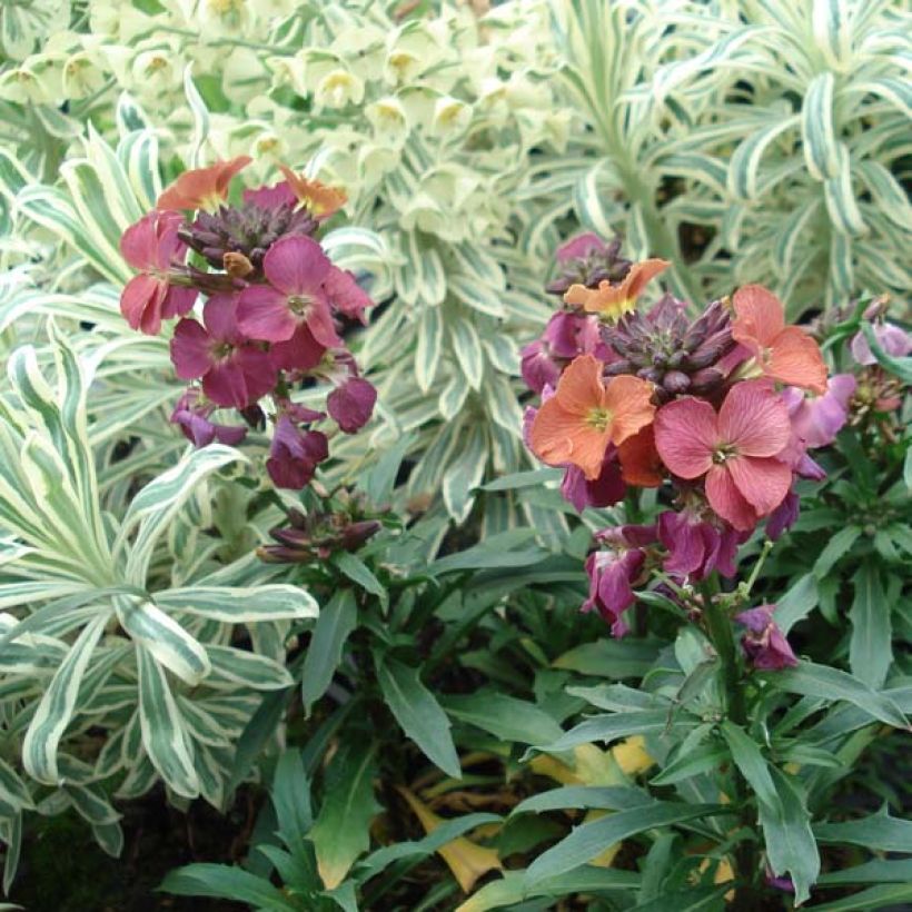 Erysimum Constant Cheer - Violaciocca (Plant habit)