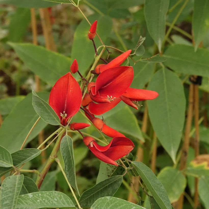 Erythrina crista-galli Compacta (Fioritura)