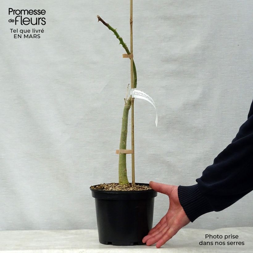 Erythrina crista-galli Vaso da 2L/3L esemplare consegnato in primavera