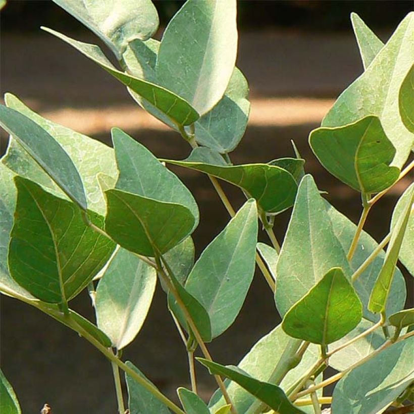 Erythrina bidwillii (Foliage)