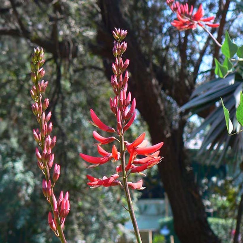 Erythrina bidwillii (Flowering)