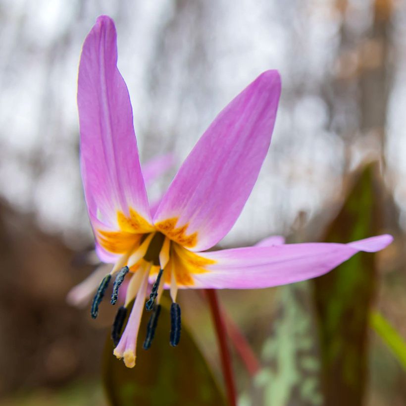 Erythronium dens canis Purple King - Dente di cane (Fioritura)