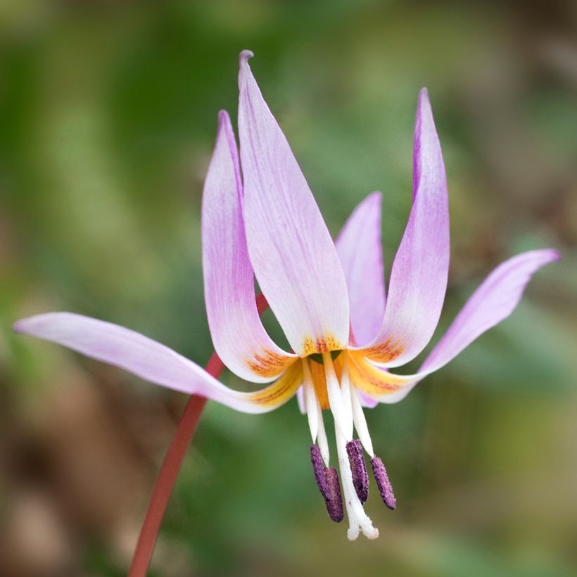 Erythronium dens-canis - Dente di cane (Flowering)
