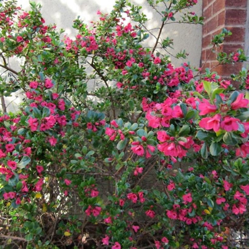 Escallonia Donard Radiance (Porto)