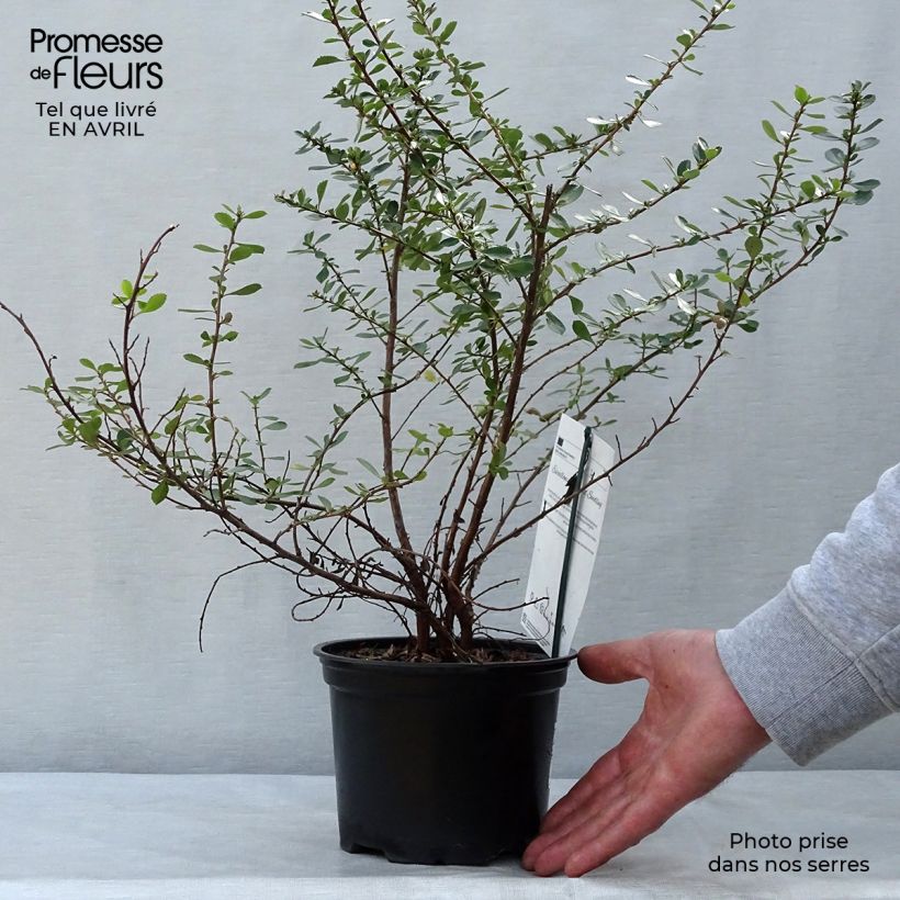 Example of Escallonia Donard Seedling Vaso da 1L/1,5L as you get in printemps