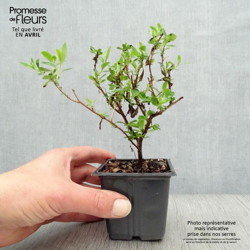 Example of Escallonia Donard Seedling Vasetto da 8/9 cm as you get in printemps